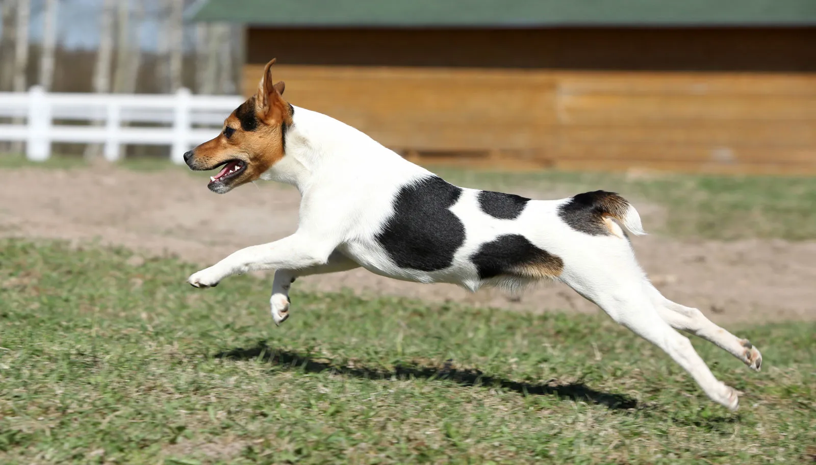 Jack Russell Terrier working type