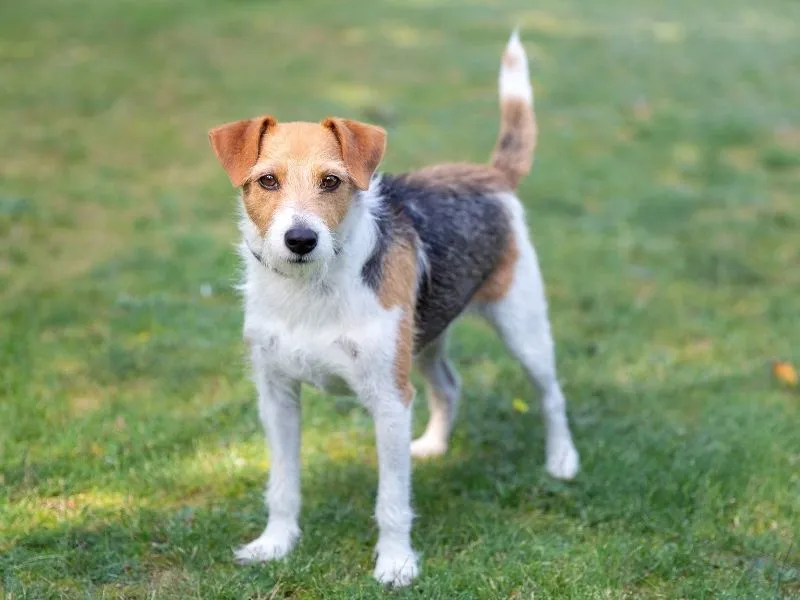 Parson Russell Terrier