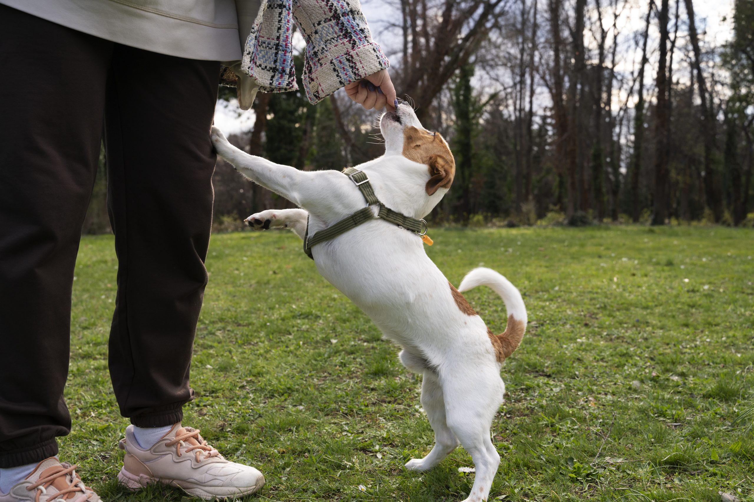 Jack Russell with owner outdoors